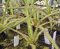 Drosera regia