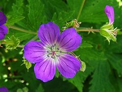 Geranium sylvaticum a1.jpg