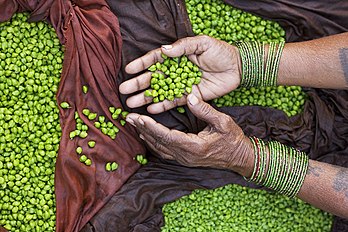 Pois chiches verts présentés par un vendeur de rue dans la ville indienne de Varanasi. (définition réelle 3 504 × 2 336)