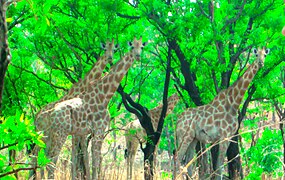 Les girafes au parc national de la bénoué au Cameroun