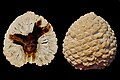 Noin 160 miljoonan vuoden ikäinen Araucaria mirabilis kuuluu nykyisinkin elävään araukarioiden sukuun.