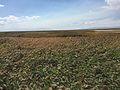 Phragmites in Farmington, Utah[33]