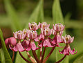 Flowers closeup from the side