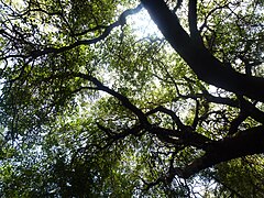 Large madrone tree on Lower Table Rock