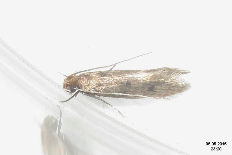 File:Tinea pellionella (fp) (26793296112).jpg