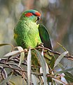 Lorikeet Kasturi