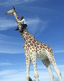 Mann auf Giraffe