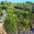 Plants and Bushes