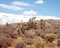 Image 39Joshua trees, yuccas, and cholla cactus occupy the far southwest corner of the state in the Mojave Desert (from Utah)