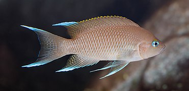 Neolamprologus marunguensis - Wilhelma 01.jpg