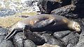 North Seymour Island Galapagos Seal photo with baby