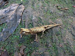 Description de l'image Brookesia griveaudi.jpg.