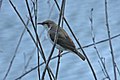 English: Brown-backed Honeyeater (Ramsayornis modestus, cat.)