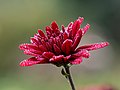 31 Chrysantheme rot tautropfen -20191024-RM-102058 uploaded by Ermell, nominated by Ikan Kekek