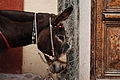 Donkey of Santorini Mule Path, Fira, Santorini island (Thira), Greece