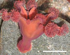 Haliclystus antarcticus, une stauroméduse de l'ordre des Stauromedusae.