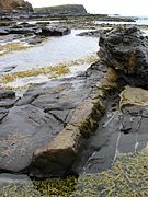 Hormosira growing alongside a petrified log at Curio Bay, Otago, New Zealand