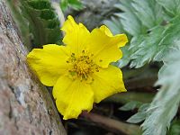 Potentilla anserina