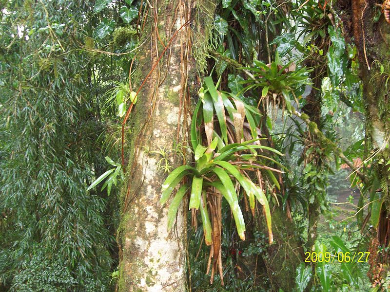 File:Serra da graciosa Mata atlântica 6 py5aal.jpg