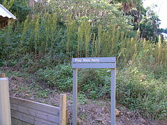 Tagetes minuta habit7 (16190335839).jpg