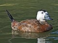 Sylvan Heights Waterfowl Park