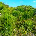 Plants and Bushes