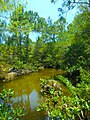 View of Pond and Trees