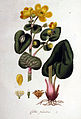 Flora Batava Vol. 1 (1800)