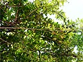 Understory with fruits