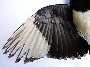 Wing of a Eurasian magpie, showing its composition of flight feathers