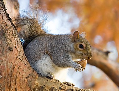 Eastern Gray Squirrel