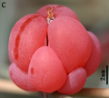 February 10: Female cone of Ephedra intermedia.