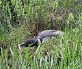 Common loon on the nest