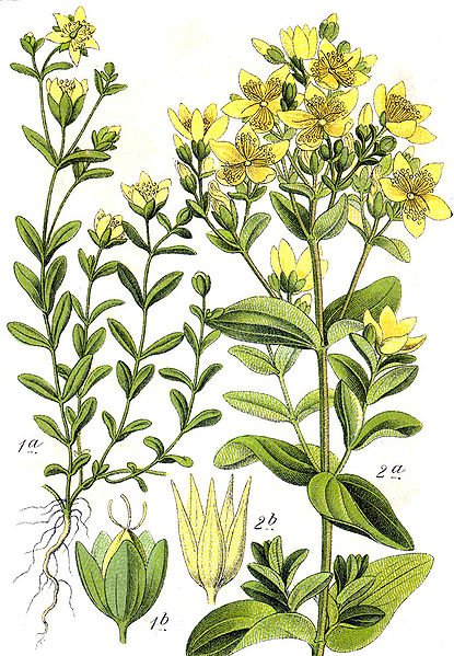 File:Hypericum spp Sturm59.jpg