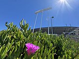 Iceplant located on the Coliseum perimeter