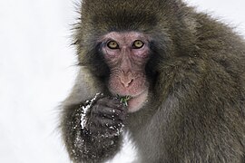 Japanese macaque (Macaca fuscata).