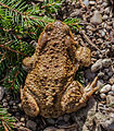 Bufo Bufo im Hartelholz