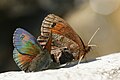 Erebia tyndarus