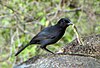 A Slate-colored Boubou in Tanzania