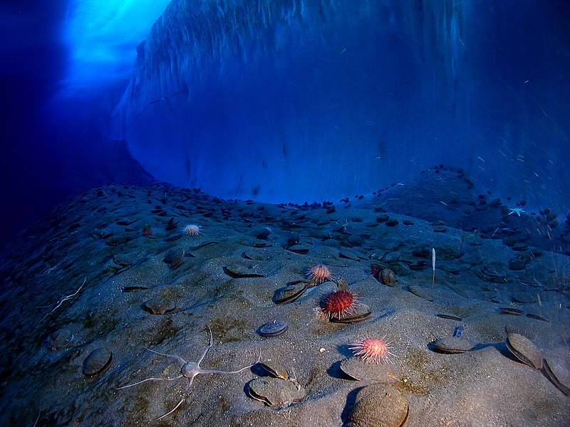 File:Underwater mcmurdo sound.jpg