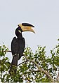 Malabar pied hornbill