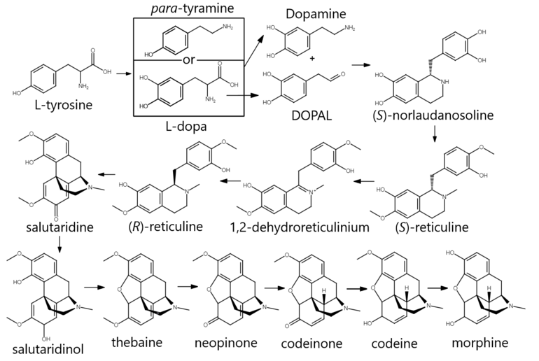 Morphine biosynthesis in humans