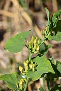 Azille - Aristolochia clematitis 03.jpg