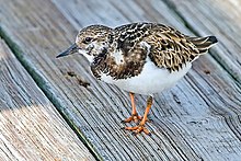 A brown bird with a white belly and orange feet stands on a dock