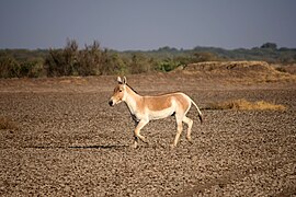 Rann de Kutch