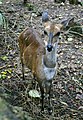 Female Tragelaphus scriptus in Bamburi Haller Park - Kenya