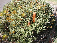 orange flower spikes in foliage