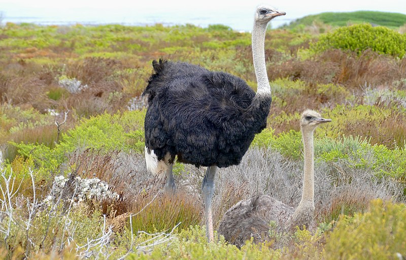 File:Common Ostriches (Struthio camelus) pair ... (52874598515).jpg