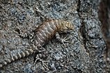 Desert spiny lizard (Sceloporus magister), Coconino County, Arizona, USA (6 October 2015)