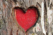 Love symbol in tree of Yercaud